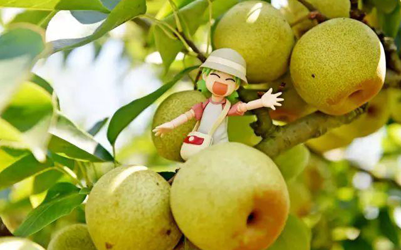 挑選水果小竅門最全攻略,這些您都知道嗎 挑選水果小竅門最全攻略,這些您都知道嗎